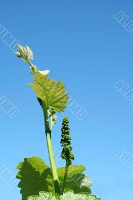 Grape vineyard in springtime