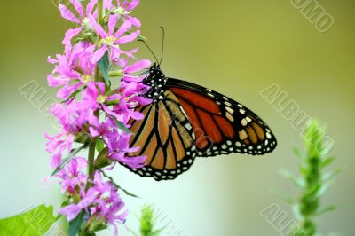 Feeding monarch butterfly