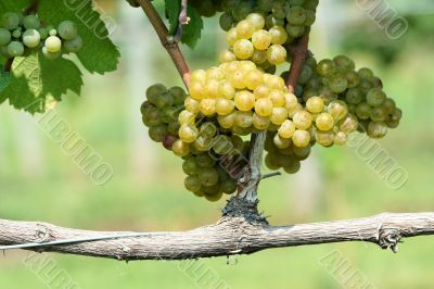 Green chardonnay grapes