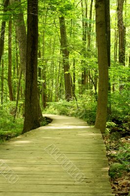 Wooden bridge in the woods Wooden bridge in the woods