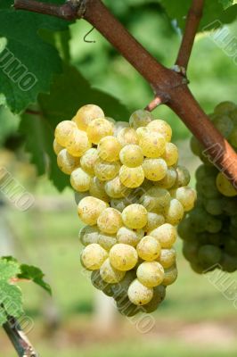 Green chardonnay grapes