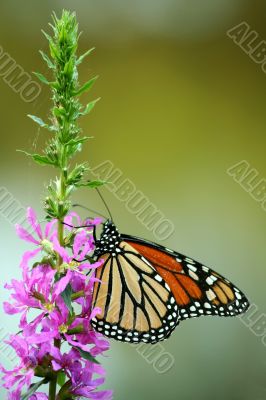 Feeding monarch butterfly