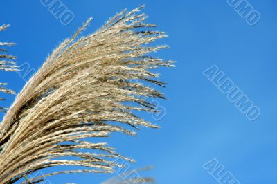 Fall bush seeds