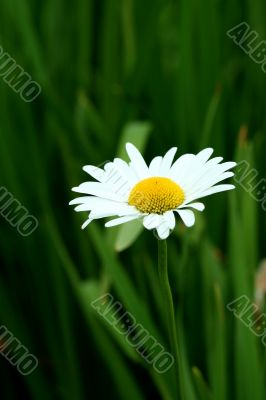 Bright white and yellow daisy