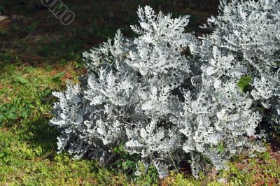 Silver Dust Dusty Miller plant