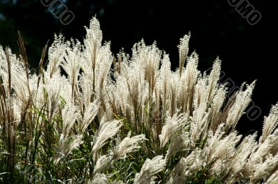 Backlit tall grassy plant Backlit tall grassy plant