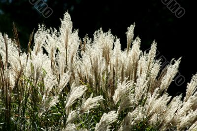 Backlit tall grassy plant