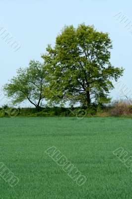 Trees and grassy field