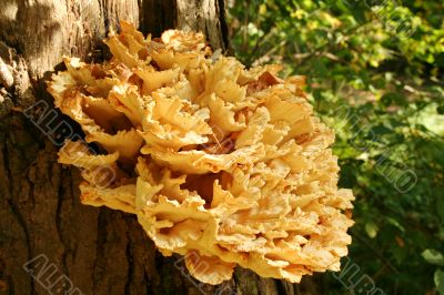 Tree fungus