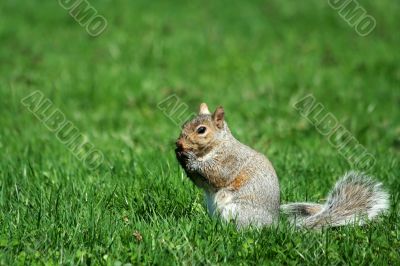 A grey squirrel eating A grey squirrel eating