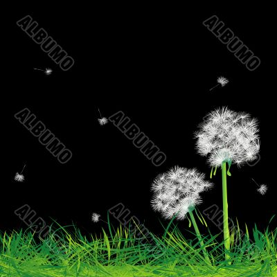 Dandelions and grass in the night