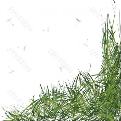 grass with stems grass with stems