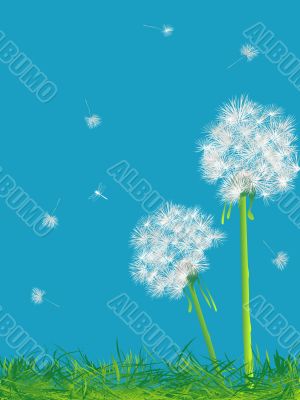 Dandelions and grass