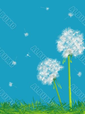 Dandelions and grass Dandelions and grass