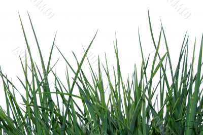 Green grass isolated on the white