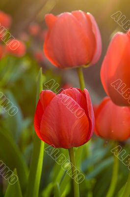 Sunlit red tulips