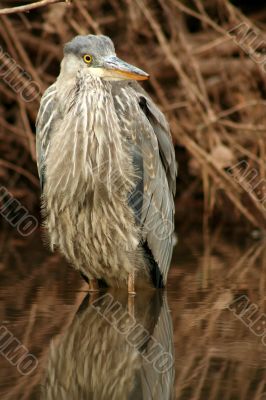 Juvenile blue heron