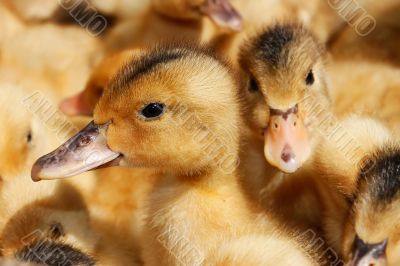 Portrait of small domestic duckling