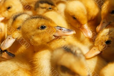 Small domestic duckling