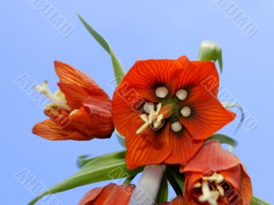 Orange flower. View from below