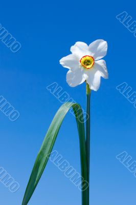 Narcissus flower over blue sky Narcissus flower over blue sky