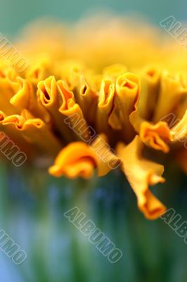 taishan orange marigold