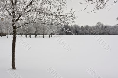 Trees on a snow covered park 