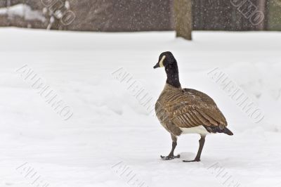 Goose walking in the Snow