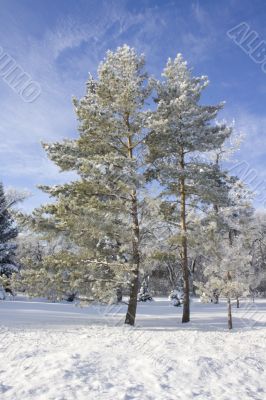 The twin evergreen trees in the snow