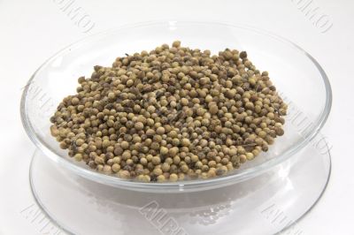 Coriander