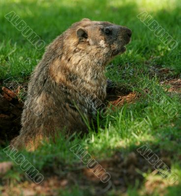 Groundhog popping out of his hole