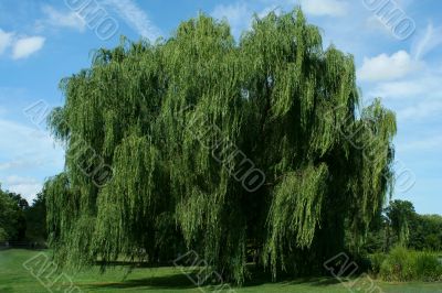 Weeping willow tree with blue sky