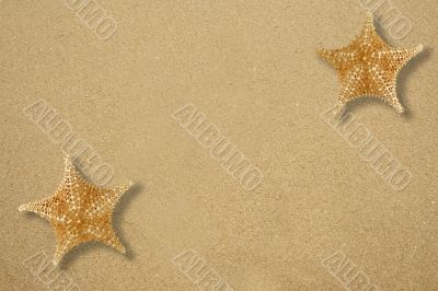 Two star fish on the sand