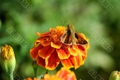 Hummingbird moth on a marigold