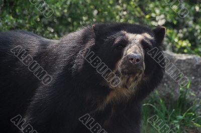 black bear