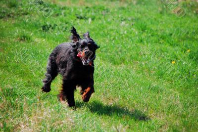 black dog