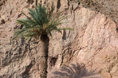 Lone Palm Tree in Israel