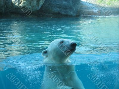 polar bear