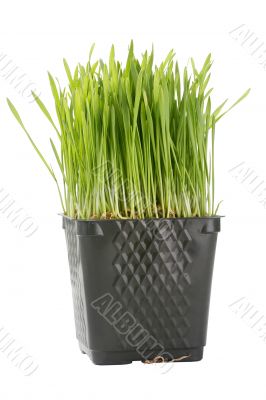 Organic Wheat Grass