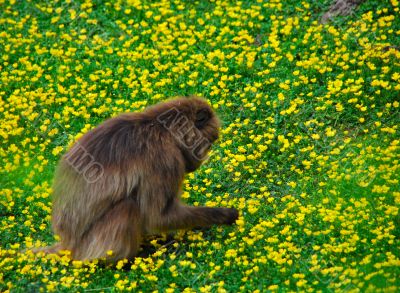 Monkey in the flower field Monkey in the flower field