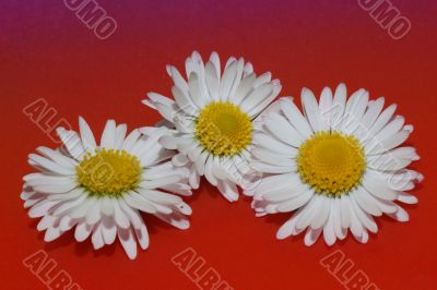three daisy flower at red