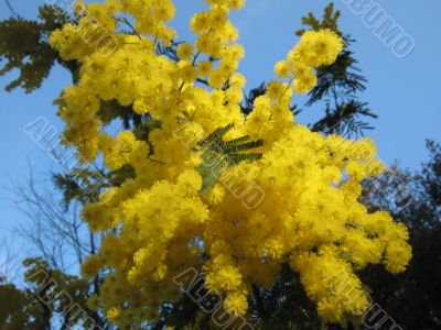 mimosa mimosa