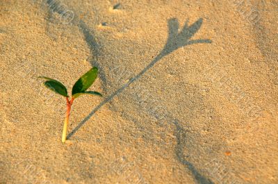 Little Plant and its Shadow in the Desert Little Plant and its Shadow in the Desert