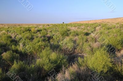 Savanna After Rainy Season Savanna After Rainy Season
