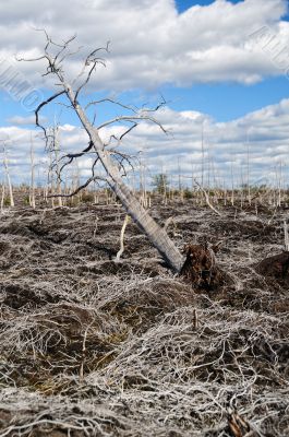 Dead pine