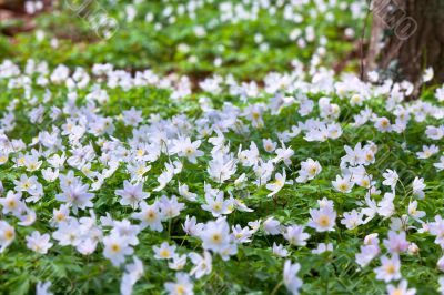 wild anemons field in a woods