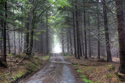 coniferous forest in fog