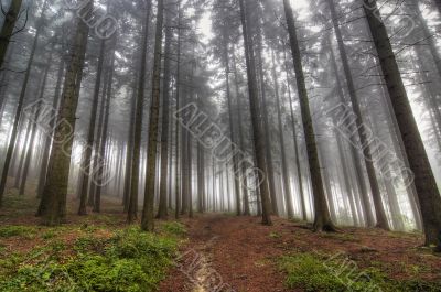 conifer forest in fog