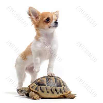puppy chihuahua and turtle
