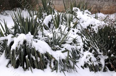 Southern Plants under Snow